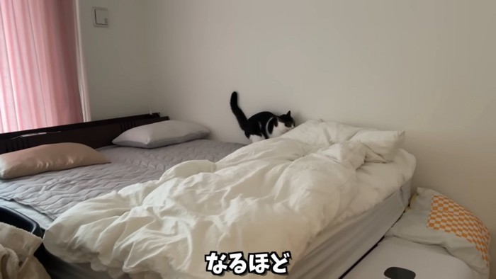 ベッドの上にいる猫