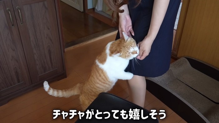 なでられる猫の顔