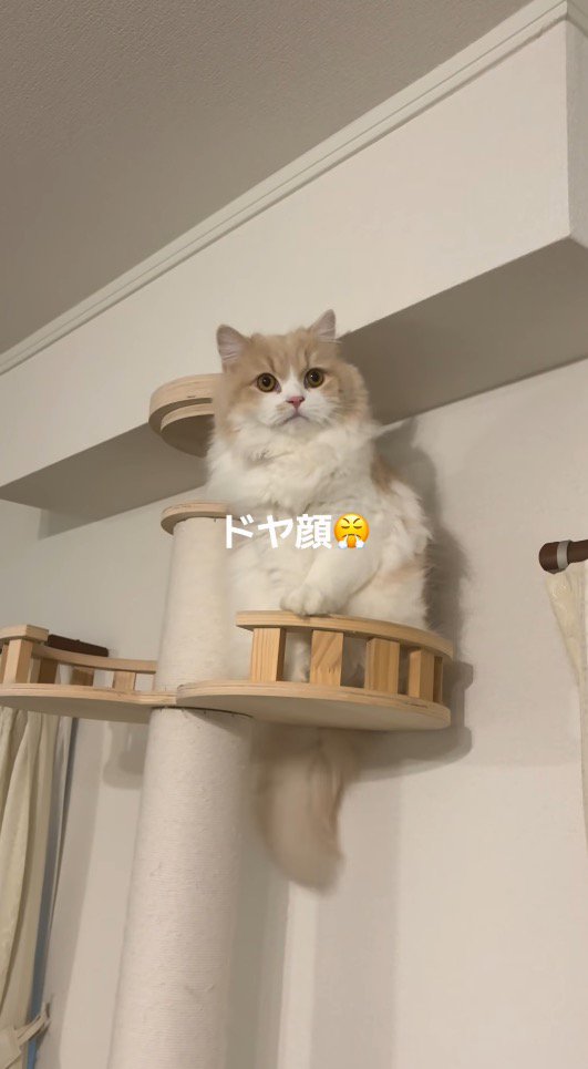 キャットタワーの上に座って周囲を見まわす猫