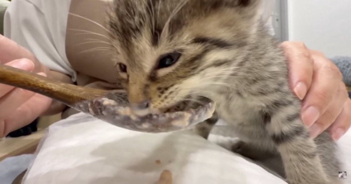 必死に食べてる写真