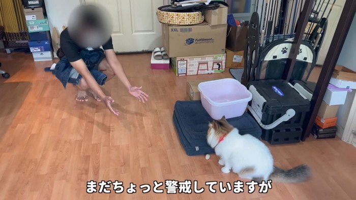 座る猫