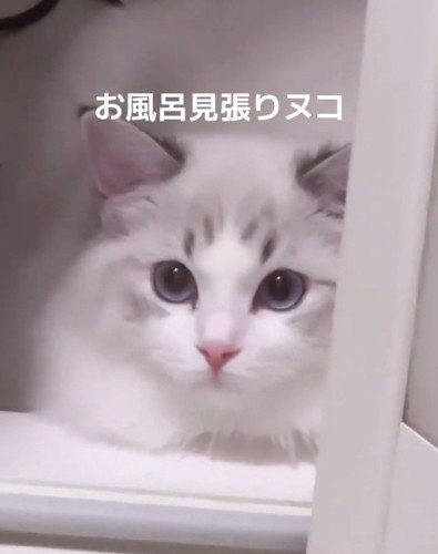 お風呂場に来たSolちゃん