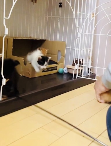 ママにケージに入れられる茶トラ子猫とケージの中の3匹の子猫