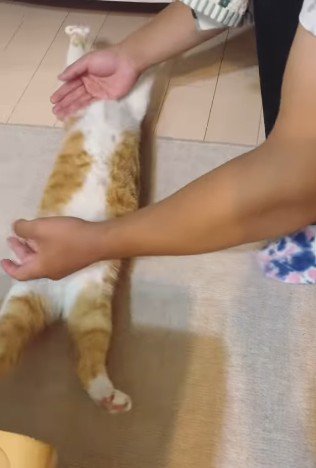 仰向けになった猫の手足を伸ばす次男