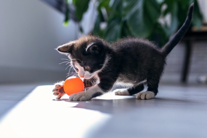 ボールで青んでいる子猫