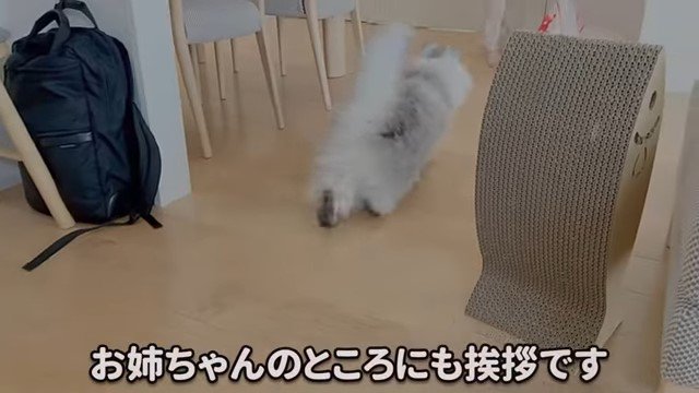 猫の後ろ姿