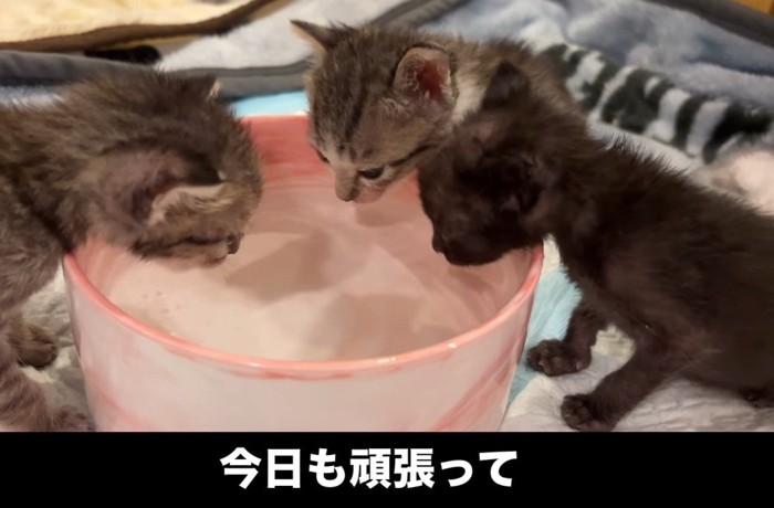 水を飲む3匹の子猫