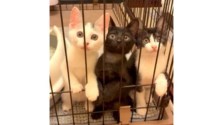 ケージの中にいた子猫たち