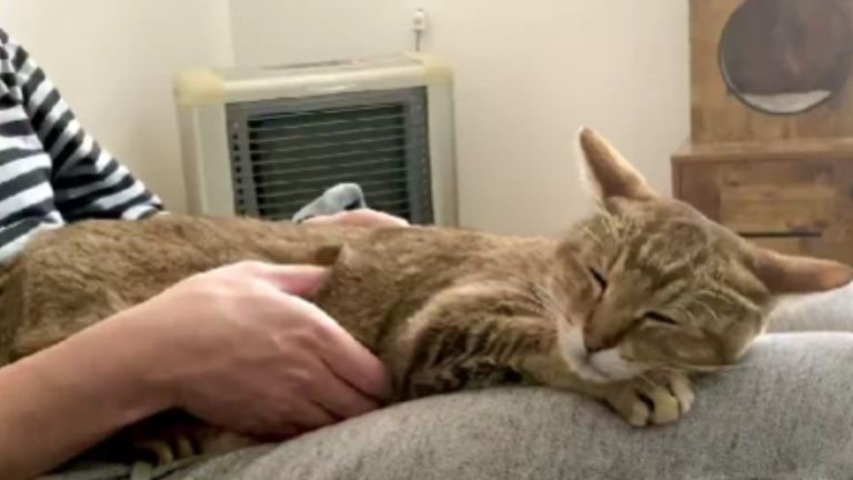 膝の上で眠る猫
