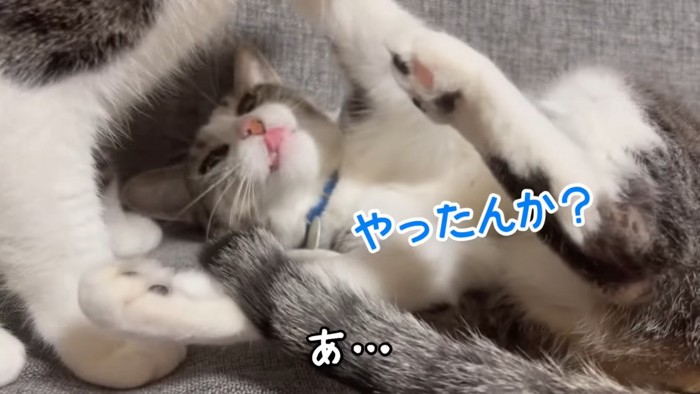 寝そべっている猫