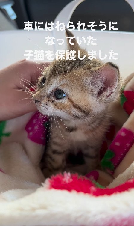 飼い主さんに撫でられる猫