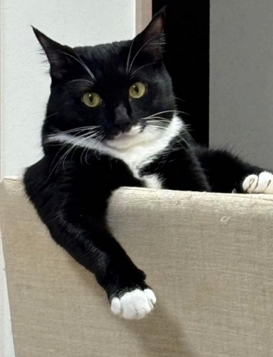 貫禄たっぷりの猫