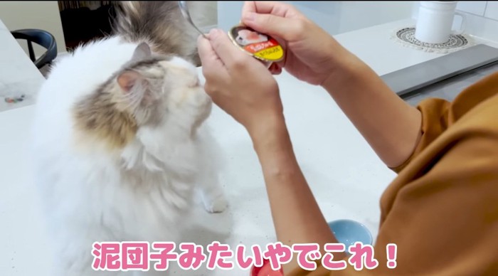 スリスリする猫