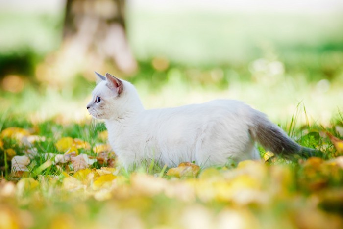 猫の横姿