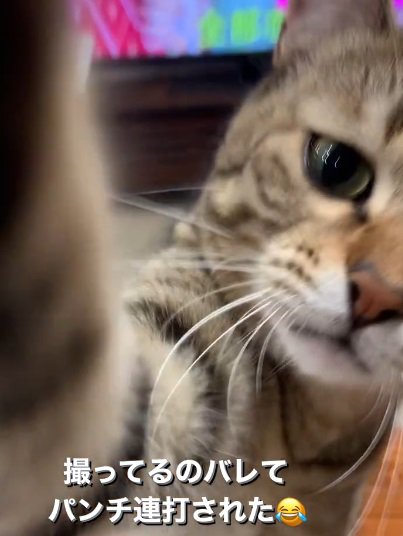 右前足でカメラにパンチする猫