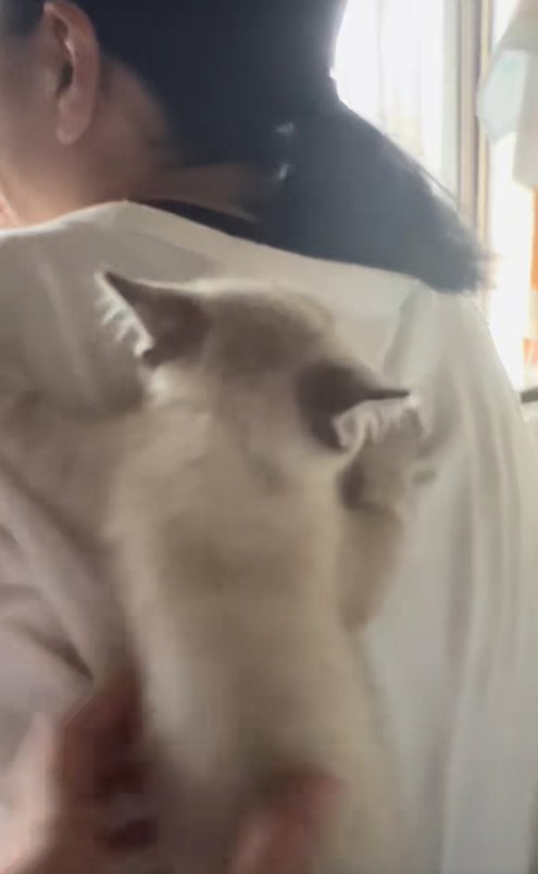 飼い主の背中に張り付いている子猫