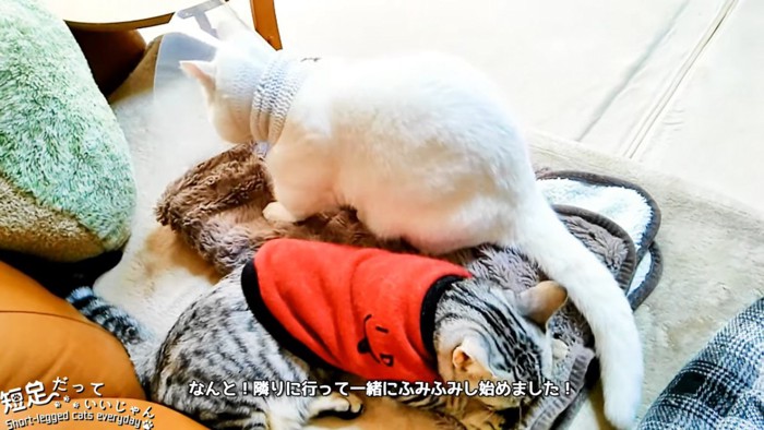 フミフミする2匹の猫