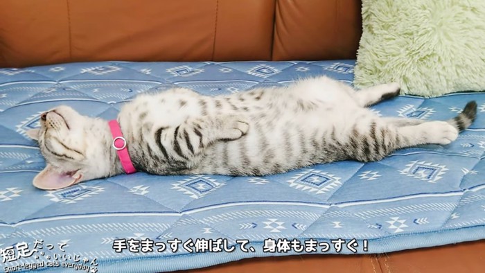 横から見た仰向けで寝る子猫