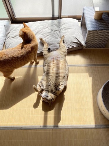 仰向けになったまま寝返りをうつキジトラ猫