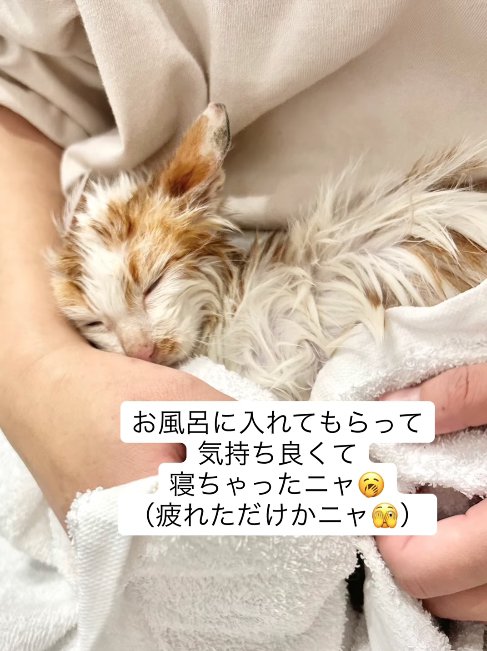 タオルに包まれた濡れている猫