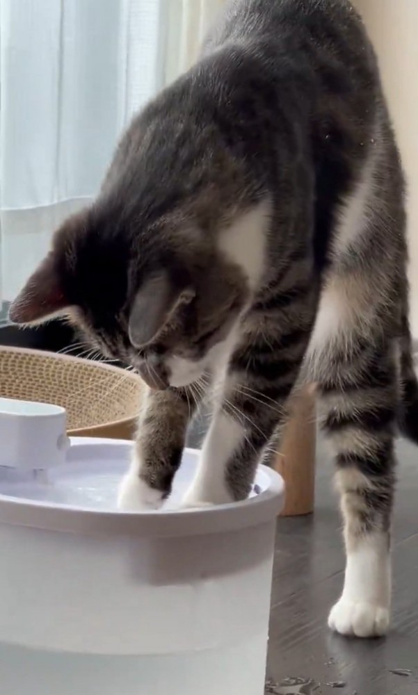 立ち上がる猫