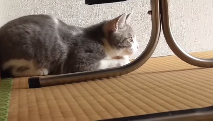 身を低く