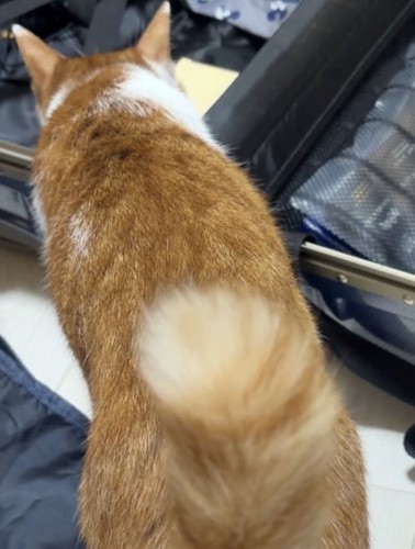 キャリーバッグの中を見つめる茶白猫