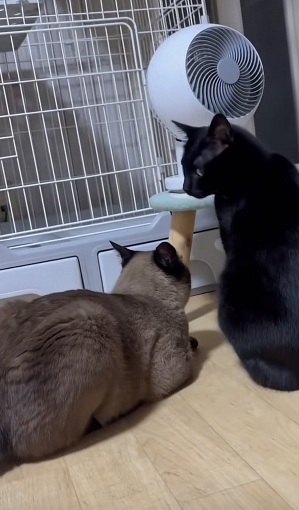 扇風機の前にいる2匹の猫の写真