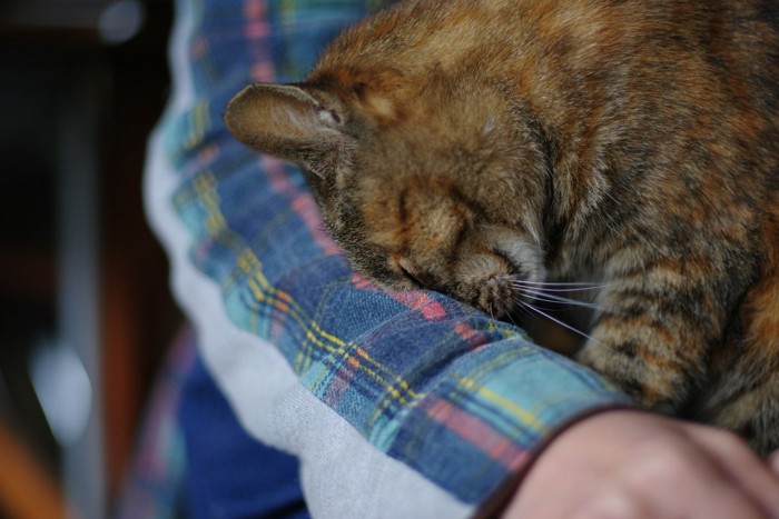 飼い主に抱っこされながらスリスリする猫