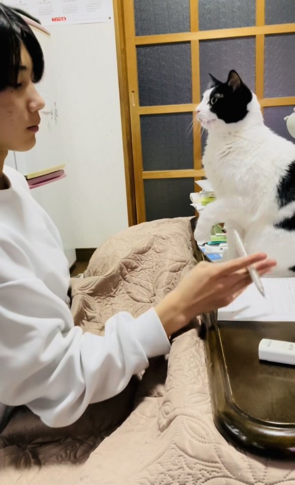 お兄ちゃんが勉強する机に乗り鳴き叫ぶハチワレ猫