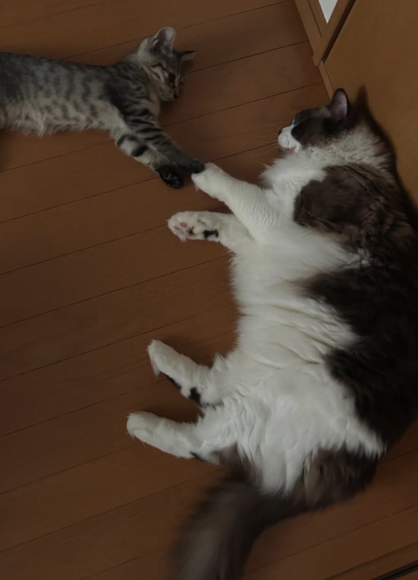 向かい合って横になりながら前足をくっつけている2匹の子猫