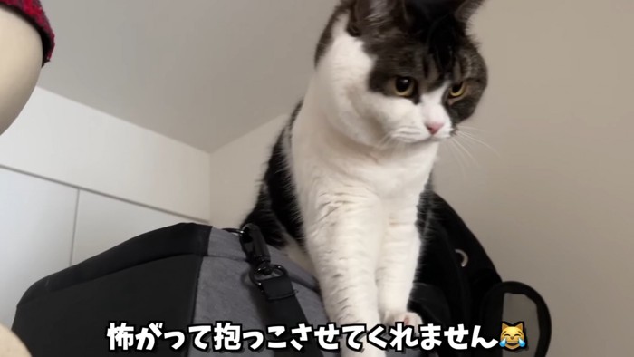 真剣な表情の猫