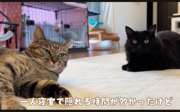 くつろぐ猫