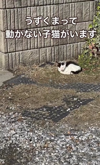 遠くでうずくまる子猫