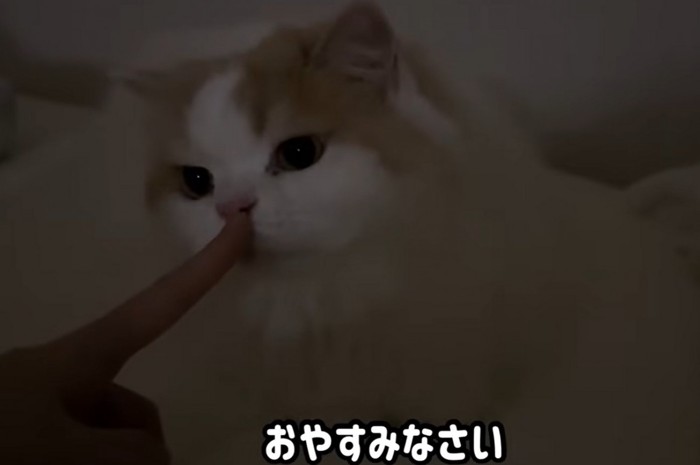 暗闇の中で横になる猫（おやすみなさい）