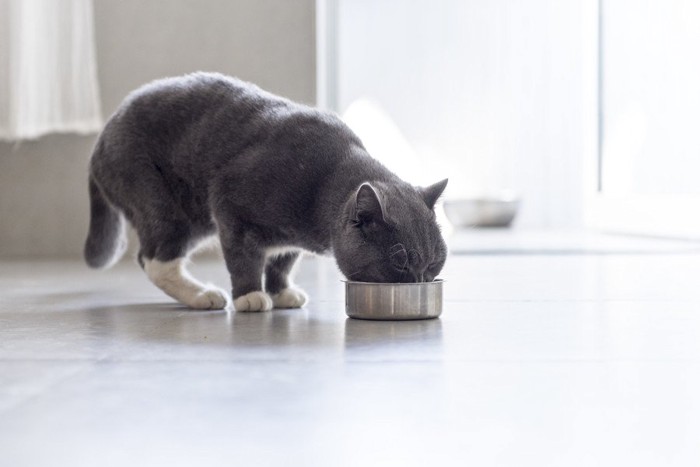 ごはんを食べる猫