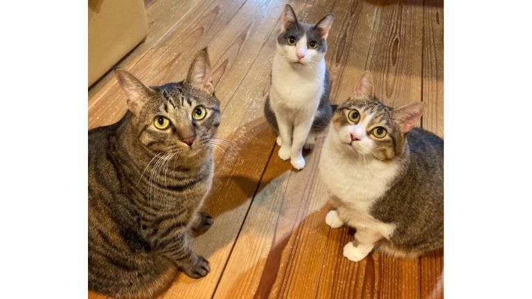 室内にいる猫たち