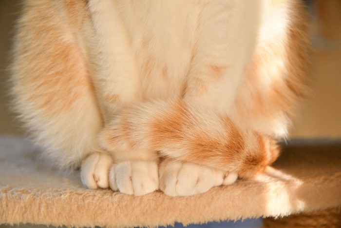 しっぽで隠れている猫の前足