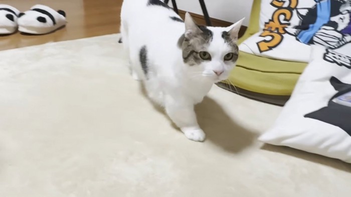 白地にぶち模様の猫ちゃん