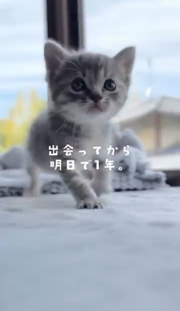 歩いている子猫