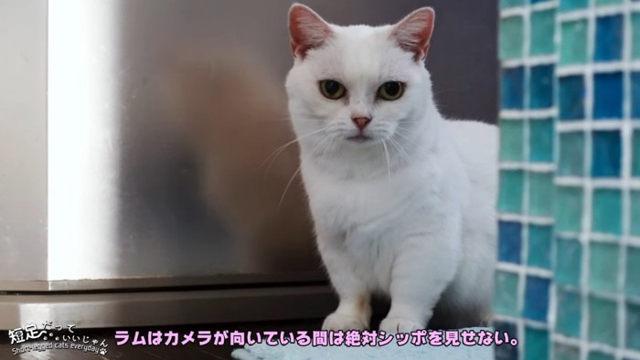 上半身しか見えていない座る猫