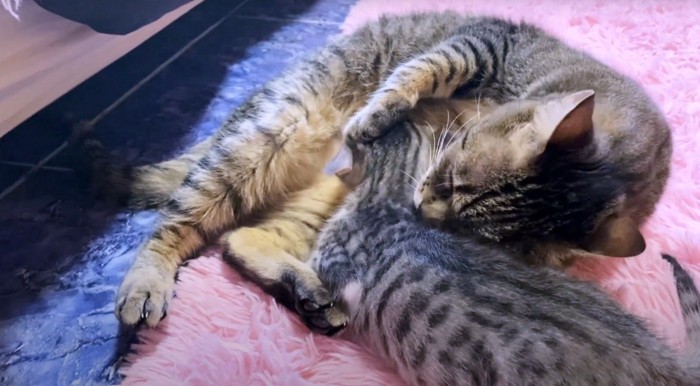 寝そべる猫2匹
