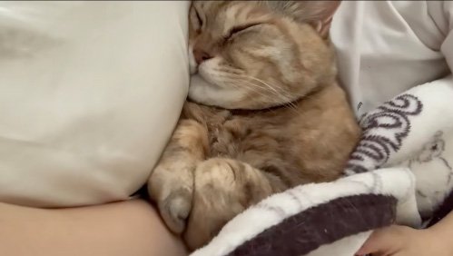 熟睡猫