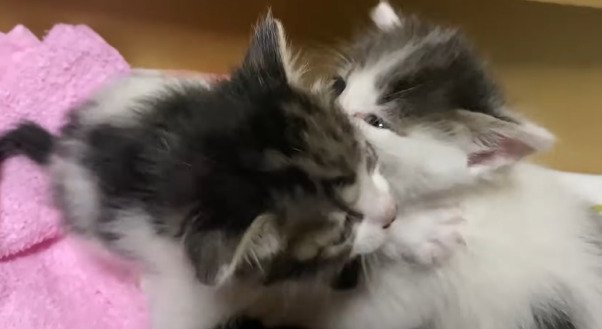 寄り添う2匹の子猫