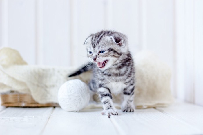 座りながら鳴く猫