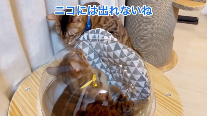 ハウスの中を見る猫