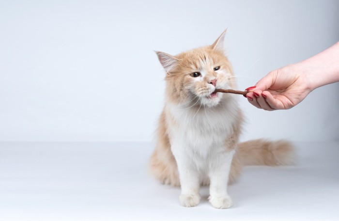 おやつを食べる猫