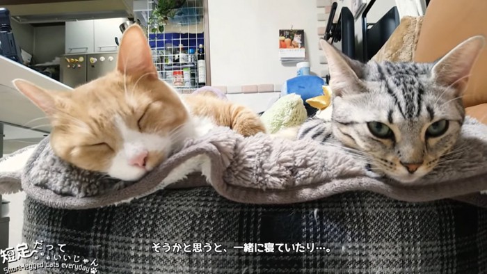 並んで寝る2匹の猫の顔