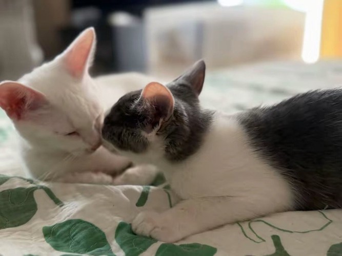 顔を寄せ合う2匹の子猫