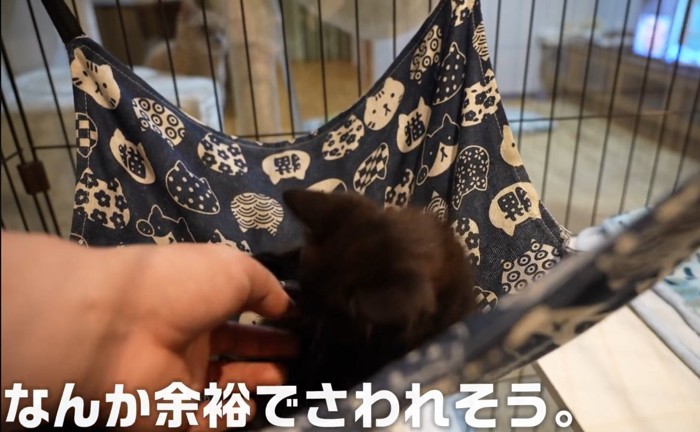 手を掴んでいる子猫